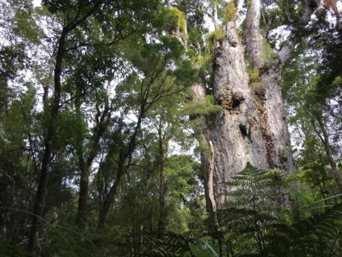 Kauri Baum