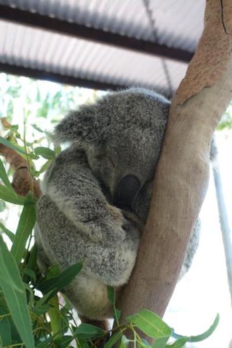 Koala
